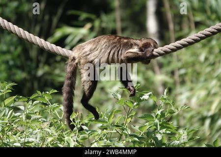 SteinbauchKapuzinerkapuchine oder buffy-Head-Kapuzinerkapuchine (Sapajus xanthosternos) Stockfoto