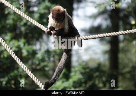 SteinbauchKapuzinerkapuchine oder buffy-Head-Kapuzinerkapuchine (Sapajus xanthosternos) Stockfoto
