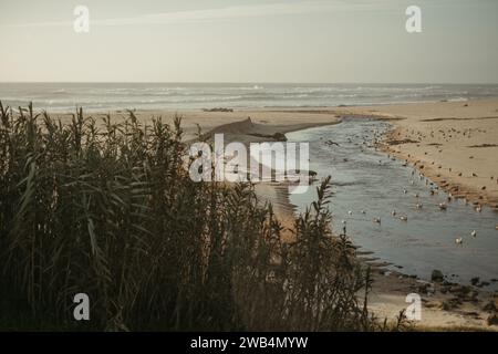 Eine malerische Strandszene mit einer Küste aus unberührtem weißem Sand, bevölkert von einer Schar von Möwen und anderen Vögeln Stockfoto