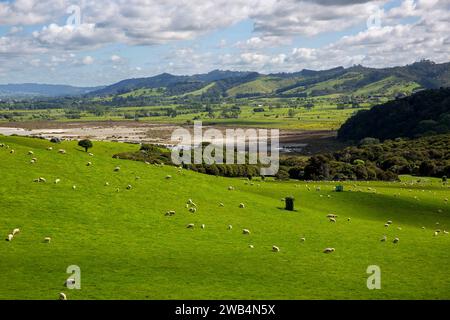 Schafe auf grünen Weiden im Duder Regional Park auf der Te IKA-a-Maui (Nordinsel) von Aotearoa (Neuseeland), Tamaki Makaurau (Auckland Re Stockfoto