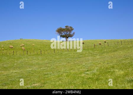 Weideland mit einsamen Bäumen im Duder Regional Park auf der Te IKA-a-Maui (Nordinsel) von Aotearoa (Neuseeland), Tamaki Makaurau (Auckland Region) Stockfoto