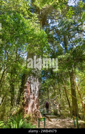 Der Big Tōtara Walk Park befindet sich in der Dean Forest Conservation Area in der Region Southland von Te Waipounamu (Südinsel), Aotearoa (Neuseeland). Stockfoto