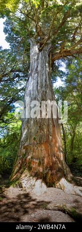 Ein Halls-Tōtara-Baum (Podocarpus hallii) aus Aotearoa (Neuseeland) im Big Tōtara Walk im Dean Forest Conservation Area, Southl Stockfoto