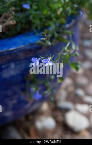 Ein hellblauer Pflanztopf mit Lobelia-Blüten in einem Steingarten in Saskatchewan, Kanada Stockfoto