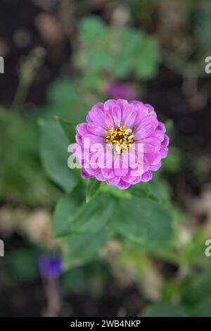 Eine einzelne rosa Zinnienblume in einem Hüttengarten, Saskatchewan, Kanada Stockfoto