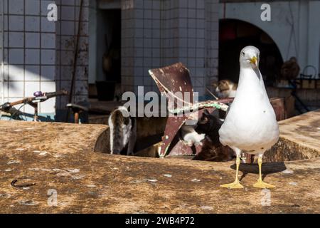 Junge weiße Möwe auf einem alten Holztisch, die zum Verkauf der Fische auf dem Markt verwendet wird. Helles Sonnenlicht. Essaouira, Marokko. Stockfoto