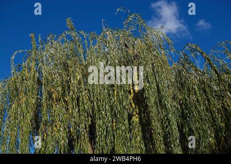 Hybrider Weidenbaum mit langen Ästen in Nahaufnahme Stockfoto