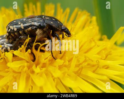 Weiß gepunkteter Rosenkäfer auf einer Löwenzahnblüte Stockfoto