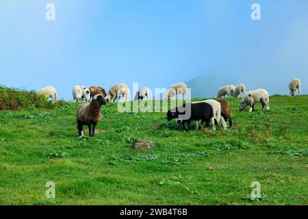 Schafe, die in Gáldar auf der Insel Gran Canaria weiden Stockfoto