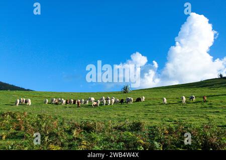 Schafrinder auf Caideros, Gran Canaria Stockfoto