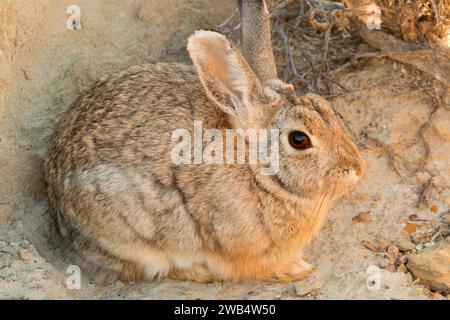 Rabbit, Terry Badlands Wilderness Study Area, Montana Stockfoto