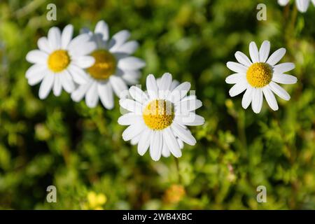 Wunderschöne weiße und gelbe Daisy, Bellis perennis, wahrscheinlich Anthemis maritima, gemeinhin als Seemamweed oder Seekamomile bezeichnet Stockfoto