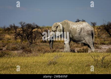 Einer der berühmten „weißen Geister“-Elefanten im Etosha-Nationalpark, Namibia, Afrika. Elefant bedeckt mit grünlich-weißem Ton. Stockfoto