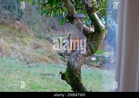 Nuthatch sitzt im Winter auf dem Vogelfutterkopf nach unten und isst Erdnüsse Fütterung Carmarthenshire Wales Großbritannien Großbritannien KATHY DEWITT Stockfoto