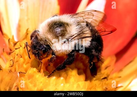 Eine große, fellige Königin Bombus verärgert die Hummelbiene, die eine rote und gelbe Dahlienblume bestäubt. Long Island, New York, USA Stockfoto