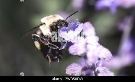Ein weiblicher Bombus lässt die Common Eastern Humble Bee fliegen, während er eine lila Lavendelblüte ernährt. Long Island, New York, USA Stockfoto