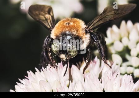 Ein großer, grünäugiger männlicher Eastern Carpenter Bee Xylocopa virginica bestäubt und ernährt sich von einer weißen Sedumblüte. Long Island, New York, USA Stockfoto