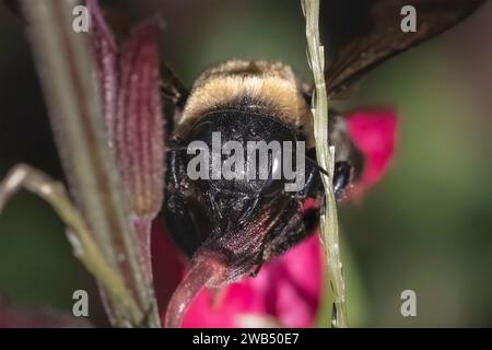 Äußerste Nahaufnahme einer weiblichen Biene der Östlichen Tischlerei (Xylocopa virginica), die mit ihrer Zunge die Basis einer rosa salvia-Blüte raubt. Stockfoto