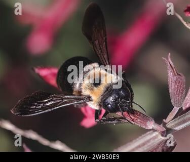 Eine weibliche Tischlerbiene (Xylocopa virginica) raubt Nektar mit ihrer Proboscis-Zunge, um die Basis einer rosa salvia-Blume zu durchstechen. Long Island, Stockfoto