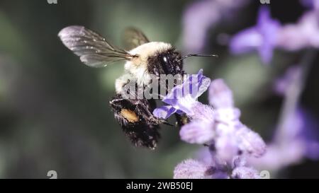 Ein weiblicher Bombus verärgert die Arbeiter der Common Eastern Bumble Bee im Flug, während sie eine violette Lavendelblüte bestäubt. Long Island, New York, USA Stockfoto