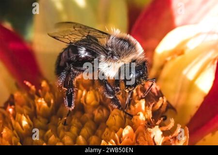 Eine weibliche Bombus Impatiens Common Eastern Bumble Bee-Arbeiterin bestäubt eine rote und gelbe Dahlienblume im verfleckten Sonnenlicht. Long Island, New York, USA Stockfoto