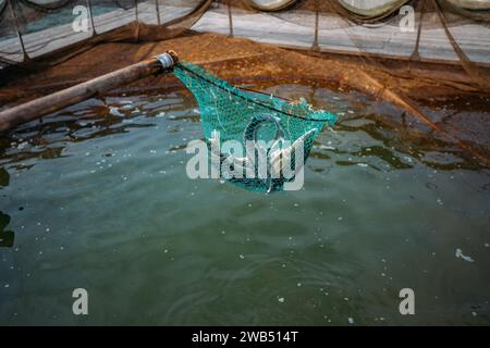 Sturgeon-Fische im Netz auf der Störfarm. Stockfoto