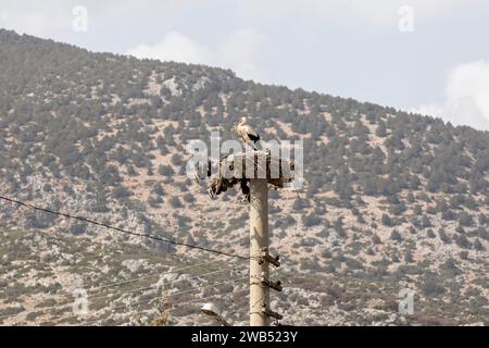 Storchennest und Storch auf einem Laternenpfahl Stockfoto