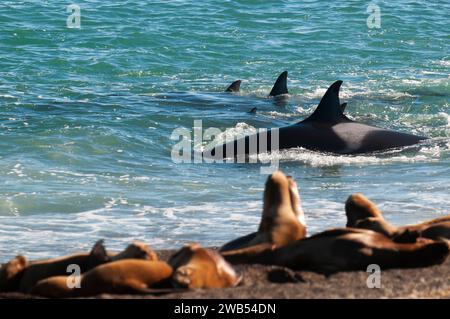 Die Familie Orca jagt Seelöwen an der paragonischen Küste, Patagonien, Argentinien Stockfoto