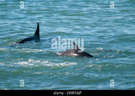 Die Familie Orca jagt Seelöwen an der paragonischen Küste, Patagonien, Argentinien Stockfoto