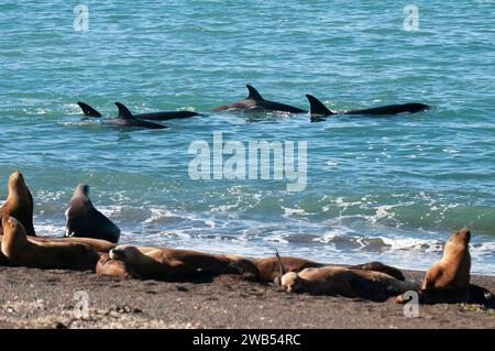 Die Familie Orca jagt Seelöwen an der paragonischen Küste, Patagonien, Argentinien Stockfoto