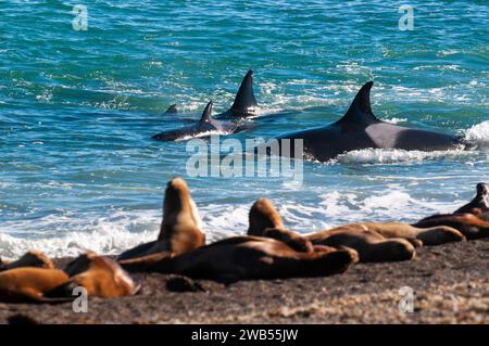 Die Familie Orca jagt Seelöwen an der paragonischen Küste, Patagonien, Argentinien Stockfoto