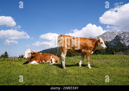 Alm-Idylle, zwei Fleckvieh - Rinder auf einer Alm mit Alpenpanorama im Hintergrund. Idyllische Almszenerie mit Fleckvieh-Kühen bei der Litzlalm in Sichtweite vom Wagendrischelhorn auf österreichischer Seite der Alpen oberhalb des Hintersees im Berchtesgardener Land. Hinterthal Naturpark Weißbach Saalbach Österreich *** idyllische Almweide, zwei Fleckvieh-Rinder auf einer Almweide mit Alpenpanorama im Hintergrund idyllische Almlandschaft mit Fleckvieh-Kühen auf der Litzlalm in Sichtweite des Wagendrischelhorns auf der österreichischen Alpenseite oberhalb des Hintersees in Berchtesgarde Stockfoto