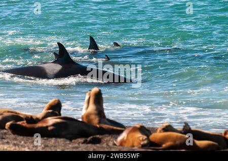 Die Familie Orca jagt Seelöwen an der paragonischen Küste, Patagonien, Argentinien Stockfoto