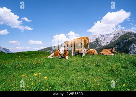 Alm-Idylle, Fleckvieh -Kühe auf einer Alm mit Alpenpanorama im Hintergrund. Idyllische Almszenerie mit Fleckvieh-Kühen bei der Litzlalm in Sichtweite vom Wagendrischelhorn auf österreichischer Seite der Alpen oberhalb des Hintersees im Berchtesgardener Land. Hinterthal Naturpark Weißbach Saalbach Österreich *** idyllische Almweide, Simmentalkühe auf einer Almweide mit Alpenpanorama im Hintergrund idyllische Almlandschaft mit Simmentalkühen auf der Litzlalm in Sichtweite des Wagendrischelhorns auf der österreichischen Alpenseite oberhalb des Hintersees im Berchtesgardener Land Hinte Stockfoto