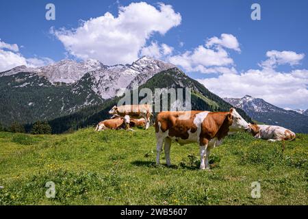 Alm-Idylle, Fleckvieh -Kühe auf einer Alm mit Alpenpanorama im Hintergrund. Idyllische Almszenerie mit Fleckvieh-Kühen bei der Litzlalm in Sichtweite vom Wagendrischelhorn auf österreichischer Seite der Alpen oberhalb des Hintersees im Berchtesgardener Land. Hinterthal Naturpark Weißbach Saalbach Österreich *** idyllische Almweide, Simmentalkühe auf einer Almweide mit Alpenpanorama im Hintergrund idyllische Almlandschaft mit Simmentalkühen auf der Litzlalm in Sichtweite des Wagendrischelhorns auf der österreichischen Alpenseite oberhalb des Hintersees im Berchtesgardener Land Hinte Stockfoto