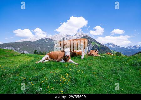 Alm-Idylle, Fleckvieh -Kühe auf einer Alm mit Alpenpanorama im Hintergrund. Idyllische Almszenerie mit Fleckvieh-Kühen bei der Litzlalm in Sichtweite vom Wagendrischelhorn auf österreichischer Seite der Alpen oberhalb des Hintersees im Berchtesgardener Land. Hinterthal Naturpark Weißbach Saalbach Österreich *** idyllische Almweide, Simmentalkühe auf einer Almweide mit Alpenpanorama im Hintergrund idyllische Almlandschaft mit Simmentalkühen auf der Litzlalm in Sichtweite des Wagendrischelhorns auf der österreichischen Alpenseite oberhalb des Hintersees im Berchtesgardener Land Hinte Stockfoto