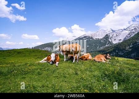 Alm-Idylle, Fleckvieh -Kühe auf einer Alm mit Alpenpanorama im Hintergrund. Idyllische Almszenerie mit Fleckvieh-Kühen bei der Litzlalm in Sichtweite vom Wagendrischelhorn auf österreichischer Seite der Alpen oberhalb des Hintersees im Berchtesgardener Land. Hinterthal Naturpark Weißbach Saalbach Österreich *** idyllische Almweide, Simmentalkühe auf einer Almweide mit Alpenpanorama im Hintergrund idyllische Almlandschaft mit Simmentalkühen auf der Litzlalm in Sichtweite des Wagendrischelhorns auf der österreichischen Alpenseite oberhalb des Hintersees im Berchtesgardener Land Hinte Stockfoto