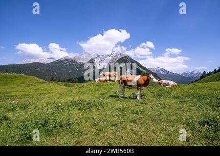 Alm-Idylle, Fleckvieh -Kühe auf einer Alm mit Alpenpanorama im Hintergrund. Idyllische Almszenerie mit Fleckvieh-Kühen bei der Litzlalm in Sichtweite vom Wagendrischelhorn auf österreichischer Seite der Alpen oberhalb des Hintersees im Berchtesgardener Land. Hinterthal Naturpark Weißbach Saalbach Österreich *** idyllische Almweide, Simmentalkühe auf einer Almweide mit Alpenpanorama im Hintergrund idyllische Almlandschaft mit Simmentalkühen auf der Litzlalm in Sichtweite des Wagendrischelhorns auf der österreichischen Alpenseite oberhalb des Hintersees im Berchtesgardener Land Hinte Stockfoto