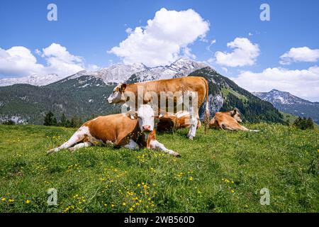 Alm-Idylle, Fleckvieh -Kühe auf einer Alm mit Alpenpanorama im Hintergrund. Idyllische Almszenerie mit Fleckvieh-Kühen bei der Litzlalm in Sichtweite vom Wagendrischelhorn auf österreichischer Seite der Alpen oberhalb des Hintersees im Berchtesgardener Land. Hinterthal Naturpark Weißbach Saalbach Österreich *** idyllische Almweide, Simmentalkühe auf einer Almweide mit Alpenpanorama im Hintergrund idyllische Almlandschaft mit Simmentalkühen auf der Litzlalm in Sichtweite des Wagendrischelhorns auf der österreichischen Alpenseite oberhalb des Hintersees im Berchtesgardener Land Hinte Stockfoto