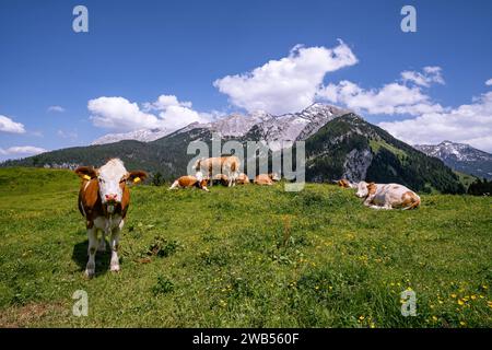 Alm-Idylle, Fleckvieh -Kühe auf einer Alm mit Alpenpanorama im Hintergrund. Idyllische Almszenerie mit Fleckvieh-Kühen bei der Litzlalm in Sichtweite vom Wagendrischelhorn auf österreichischer Seite der Alpen oberhalb des Hintersees im Berchtesgardener Land. Hinterthal Naturpark Weißbach Saalbach Österreich *** idyllische Almweide, Simmentalkühe auf einer Almweide mit Alpenpanorama im Hintergrund idyllische Almlandschaft mit Simmentalkühen auf der Litzlalm in Sichtweite des Wagendrischelhorns auf der österreichischen Alpenseite oberhalb des Hintersees im Berchtesgardener Land Hinte Stockfoto