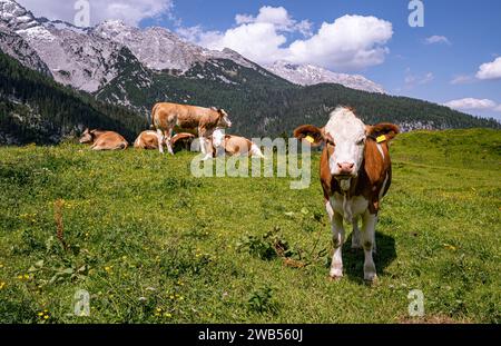 Alm-Idylle, Fleckvieh -Kühe auf einer Alm mit Alpenpanorama im Hintergrund. Idyllische Almszenerie mit Fleckvieh-Kühen bei der Litzlalm in Sichtweite vom Wagendrischelhorn auf österreichischer Seite der Alpen oberhalb des Hintersees im Berchtesgardener Land. Hinterthal Naturpark Weißbach Saalbach Österreich *** idyllische Almweide, Simmentalkühe auf einer Almweide mit Alpenpanorama im Hintergrund idyllische Almlandschaft mit Simmentalkühen auf der Litzlalm in Sichtweite des Wagendrischelhorns auf der österreichischen Alpenseite oberhalb des Hintersees im Berchtesgardener Land Hinte Stockfoto