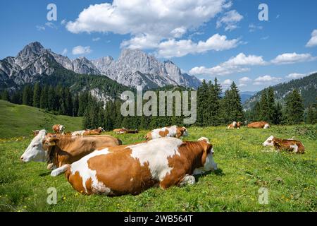 Alpenpanorama - Kühe liegt dicht an dicht entspannt auf einer Alm mit prächtigem Gebirge im Hintergrund. Idyllische Almszenerie mit Fleckvieh-Kühen bei der Litzlalm in Sichtweite vom Wagendrischelhorn auf österreichischer Seite der Alpen oberhalb des Hintersees im Berchtesgardener Land. Hinterthal Naturpark Weißbach Saalbach Österreich *** Alpenpanorama Kühe liegen eng zusammen auf einer Almweide mit herrlichen Bergen im Hintergrund idyllische Alpenlandschaft mit Fleckvieh Kühen auf der Litzlalm im Sichtfeld des Wagendrischelhorns auf der österreichischen Alpenseite oberhalb des H Stockfoto