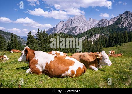 Alpenpanorama - Kühe liegt dicht an dicht entspannt auf einer Alm mit prächtigem Gebirge im Hintergrund. Idyllische Almszenerie mit Fleckvieh-Kühen bei der Litzlalm in Sichtweite vom Wagendrischelhorn auf österreichischer Seite der Alpen oberhalb des Hintersees im Berchtesgardener Land. Hinterthal Naturpark Weißbach Saalbach Österreich *** Alpenpanorama Kühe liegen eng zusammen auf einer Almweide mit herrlichen Bergen im Hintergrund idyllische Alpenlandschaft mit Fleckvieh Kühen auf der Litzlalm im Sichtfeld des Wagendrischelhorns auf der österreichischen Alpenseite oberhalb des H Stockfoto