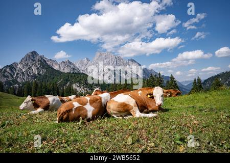 Alpenpanorama - Kühe liegt dicht an dicht entspannt auf einer Alm mit prächtigem Gebirge im Hintergrund. Idyllische Almszenerie mit Fleckvieh-Kühen bei der Litzlalm in Sichtweite vom Wagendrischelhorn auf österreichischer Seite der Alpen oberhalb des Hintersees im Berchtesgardener Land. Hinterthal Naturpark Weißbach Saalbach Österreich *** Alpenpanorama Kühe liegen eng zusammen auf einer Almweide mit herrlichen Bergen im Hintergrund idyllische Alpenlandschaft mit Fleckvieh Kühen auf der Litzlalm im Sichtfeld des Wagendrischelhorns auf der österreichischen Alpenseite oberhalb des H Stockfoto