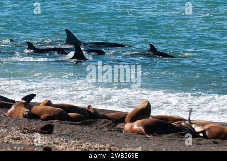 Die Familie Orca jagt Seelöwen an der paragonischen Küste, Patagonien, Argentinien Stockfoto