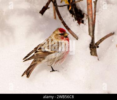 Gemeinsames Rotes Poll Nahprofil Seitenansicht im Winter auf Schnee stehend mit einem unscharfen Hintergrund in der Umgebung und Umgebung. Fi Stockfoto