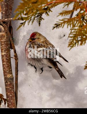 Gemeinsame Rote Poll Nahaufnahme im Winter auf Schnee stehend mit unscharfem Hintergrund in seiner Umgebung und seinem Lebensraum. Finkenbild. Stockfoto