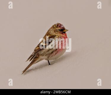 Gemeinsames Rotes Poll Nahprofil Seitenansicht in der Schneesturmsaison stehend auf Schnee mit weißem Hintergrund in seiner Umgebung und seinem Lebensraum. Stockfoto