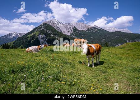 Alm-Idylle, Fleckvieh -Kühe auf einer Alm mit Alpenpanorama im Hintergrund. Idyllische Almszenerie mit Fleckvieh-Kühen bei der Litzlalm in Sichtweite vom Wagendrischelhorn auf österreichischer Seite der Alpen oberhalb des Hintersees im Berchtesgardener Land. Hinterthal Naturpark Weißbach Saalbach Österreich *** idyllische Almweide, Simmentalkühe auf einer Almweide mit Alpenpanorama im Hintergrund idyllische Almlandschaft mit Simmentalkühen auf der Litzlalm in Sichtweite des Wagendrischelhorns auf der österreichischen Alpenseite oberhalb des Hintersees im Berchtesgardener Land Hinte Stockfoto