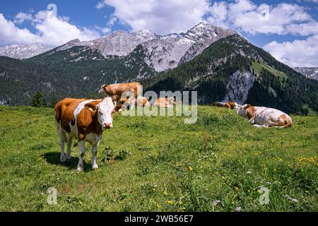 Alm-Idylle, Fleckvieh -Kühe auf einer Alm mit Alpenpanorama im Hintergrund. Idyllische Almszenerie mit Fleckvieh-Kühen bei der Litzlalm in Sichtweite vom Wagendrischelhorn auf österreichischer Seite der Alpen oberhalb des Hintersees im Berchtesgardener Land. Hinterthal Naturpark Weißbach Saalbach Österreich *** idyllische Almweide, Simmentalkühe auf einer Almweide mit Alpenpanorama im Hintergrund idyllische Almlandschaft mit Simmentalkühen auf der Litzlalm in Sichtweite des Wagendrischelhorns auf der österreichischen Alpenseite oberhalb des Hintersees im Berchtesgardener Land Hinte Stockfoto